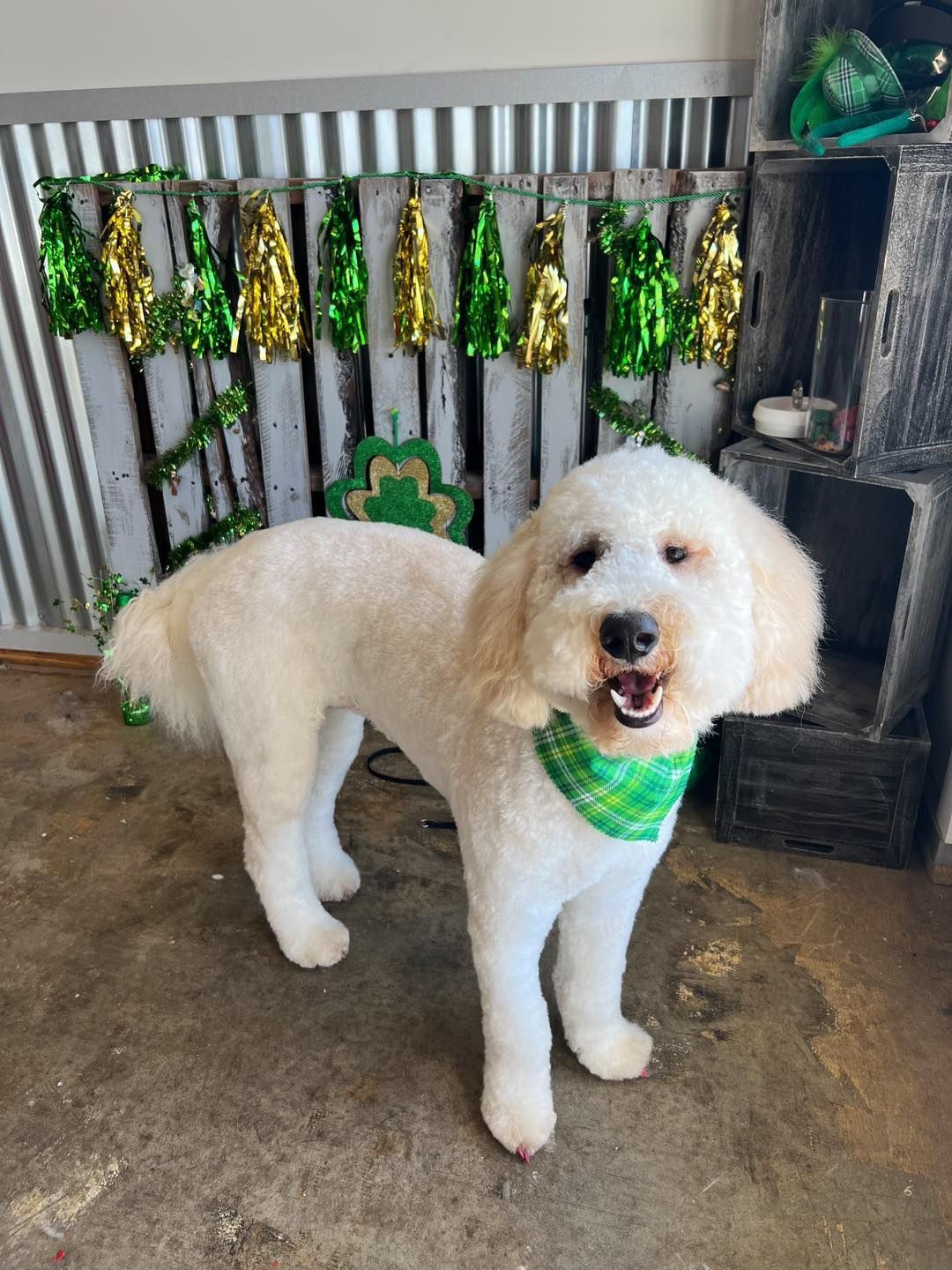 Golden doodle dog with green bandana stands in front of St. Patrick’s Day decorations.