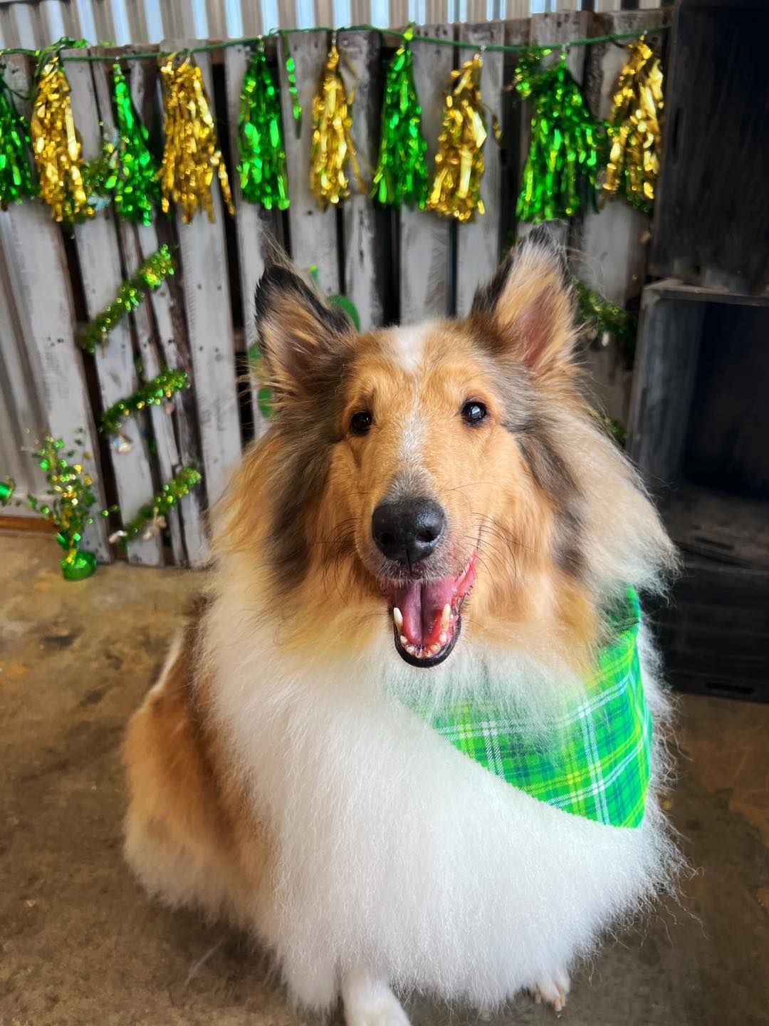 Collie dog wearing green plaid bandana, smiling in front of green and gold decorations.