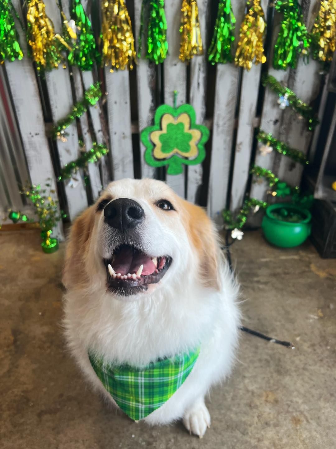 Dog wearing a green plaid bandana smiles at camera in front of St. Patrick's Day decorations.