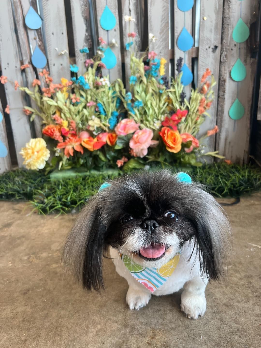 Smiling Pekingese dog with a colorful background.