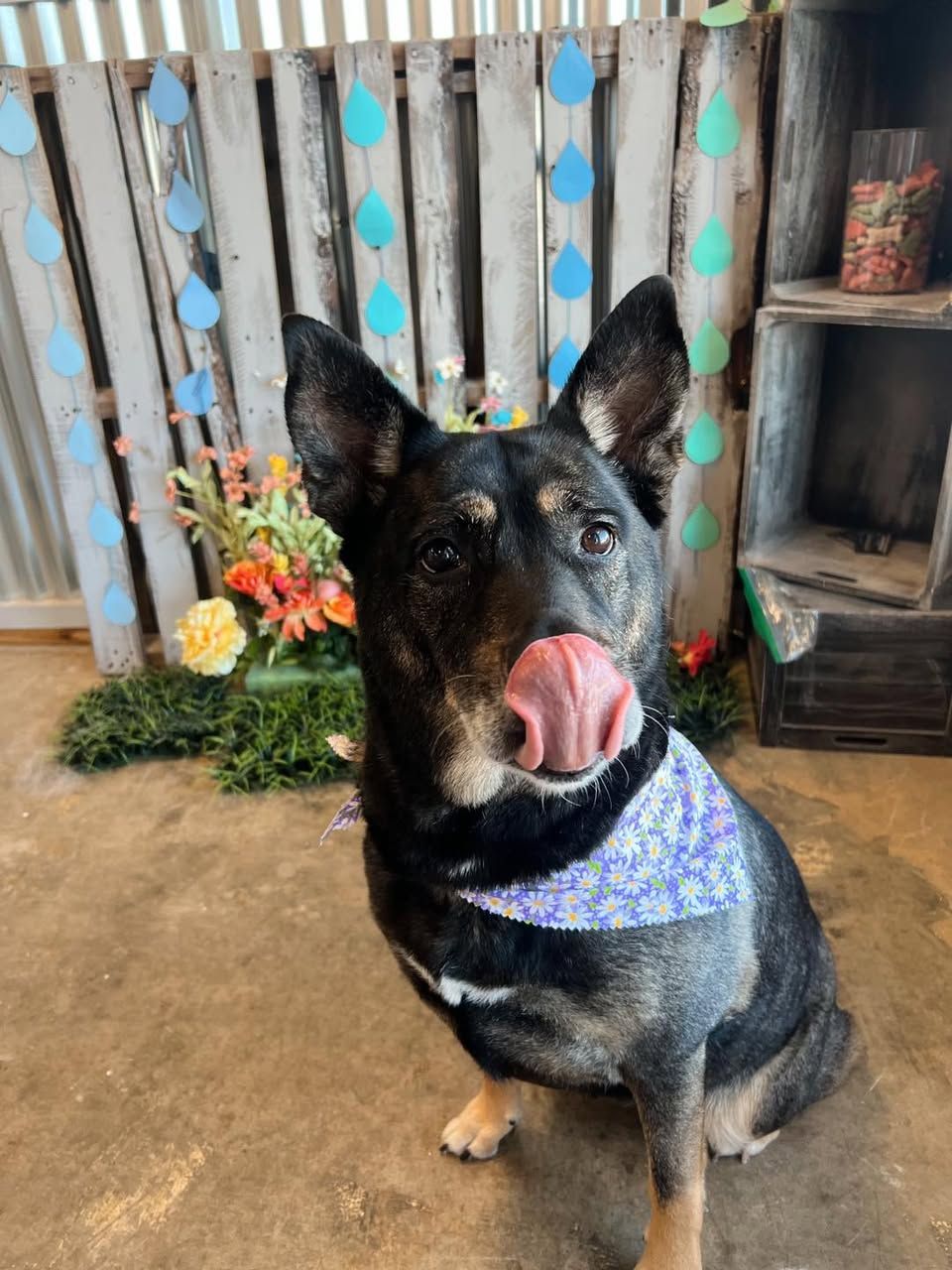 Dog with black and tan fur wearing a bandana, licking its nose. Set against wooden background and decorations.