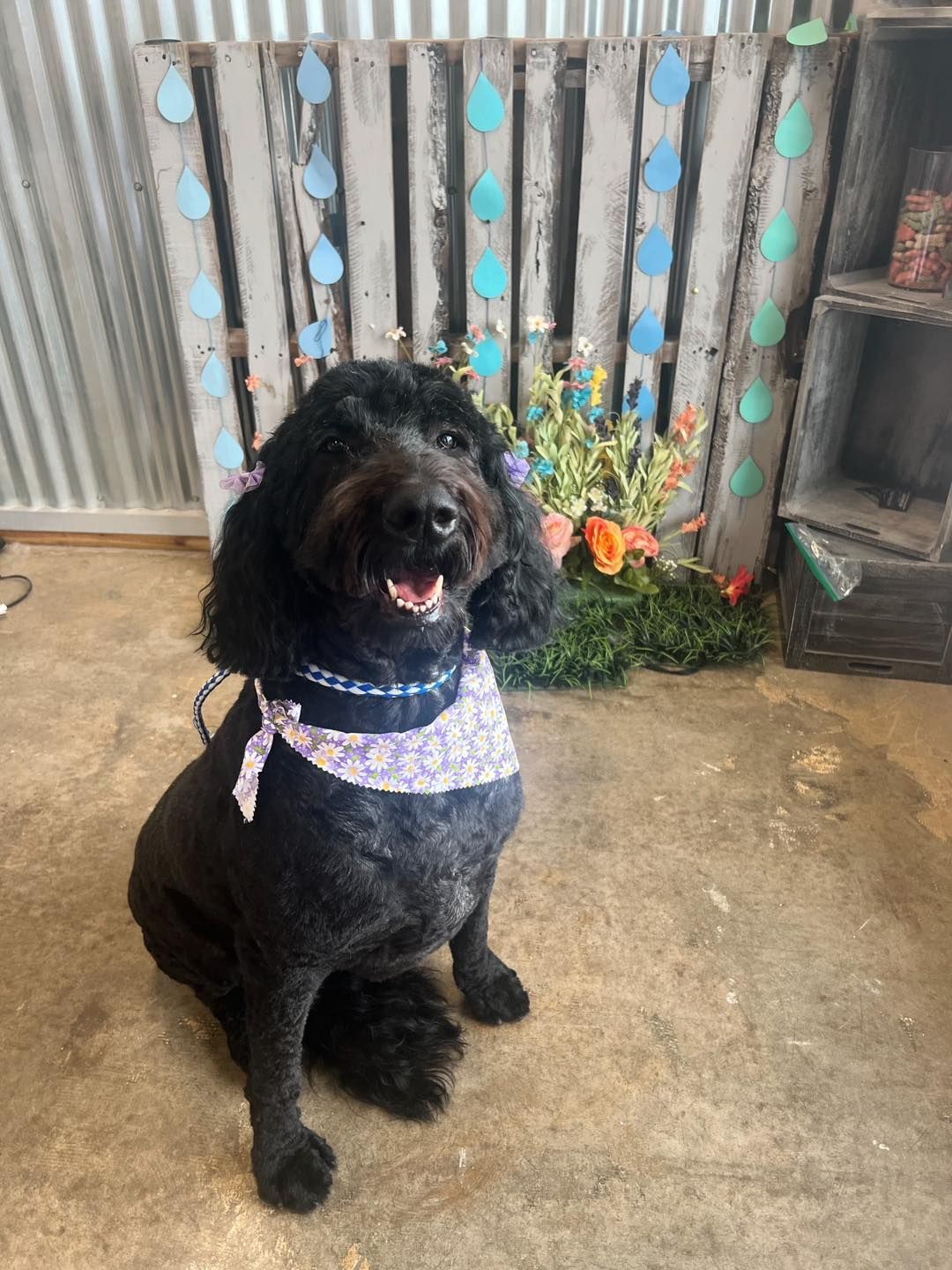 Black poodle wearing a floral bandana smiles, sitting in front of a pallet decorated with flowers and raindrop cutouts.