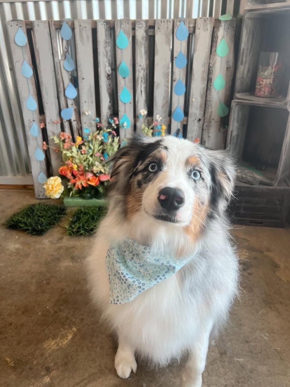 Blue-eyed Australian Shepherd with a blue bandana sits in front of a rustic backdrop decorated with blue teardrops.