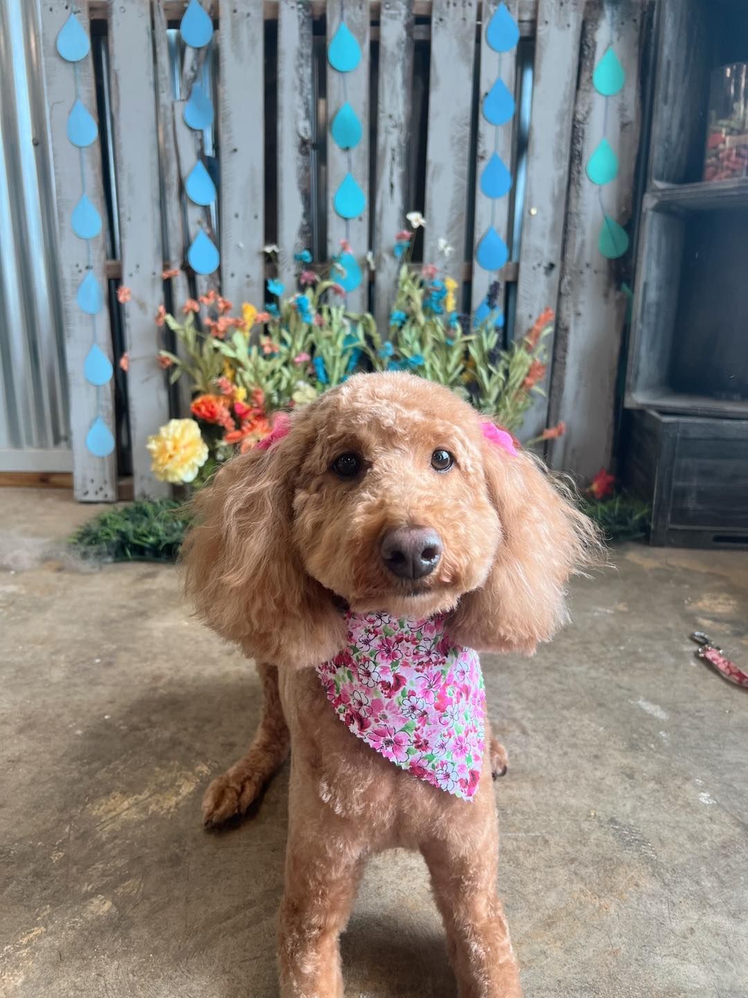 Tan poodle wearing a pink floral bandana and hair bows, posing in front of a blue raindrop and flower backdrop.