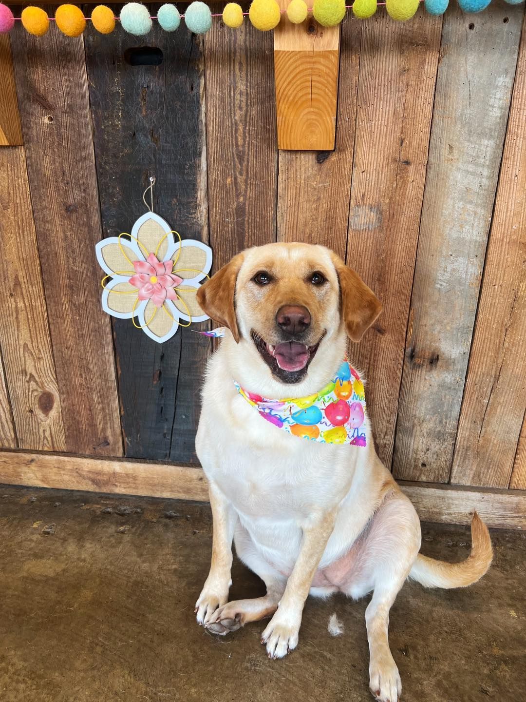 Yellow Labrador dog wearing bandana smiles in front of wooden wall with flower and garland.