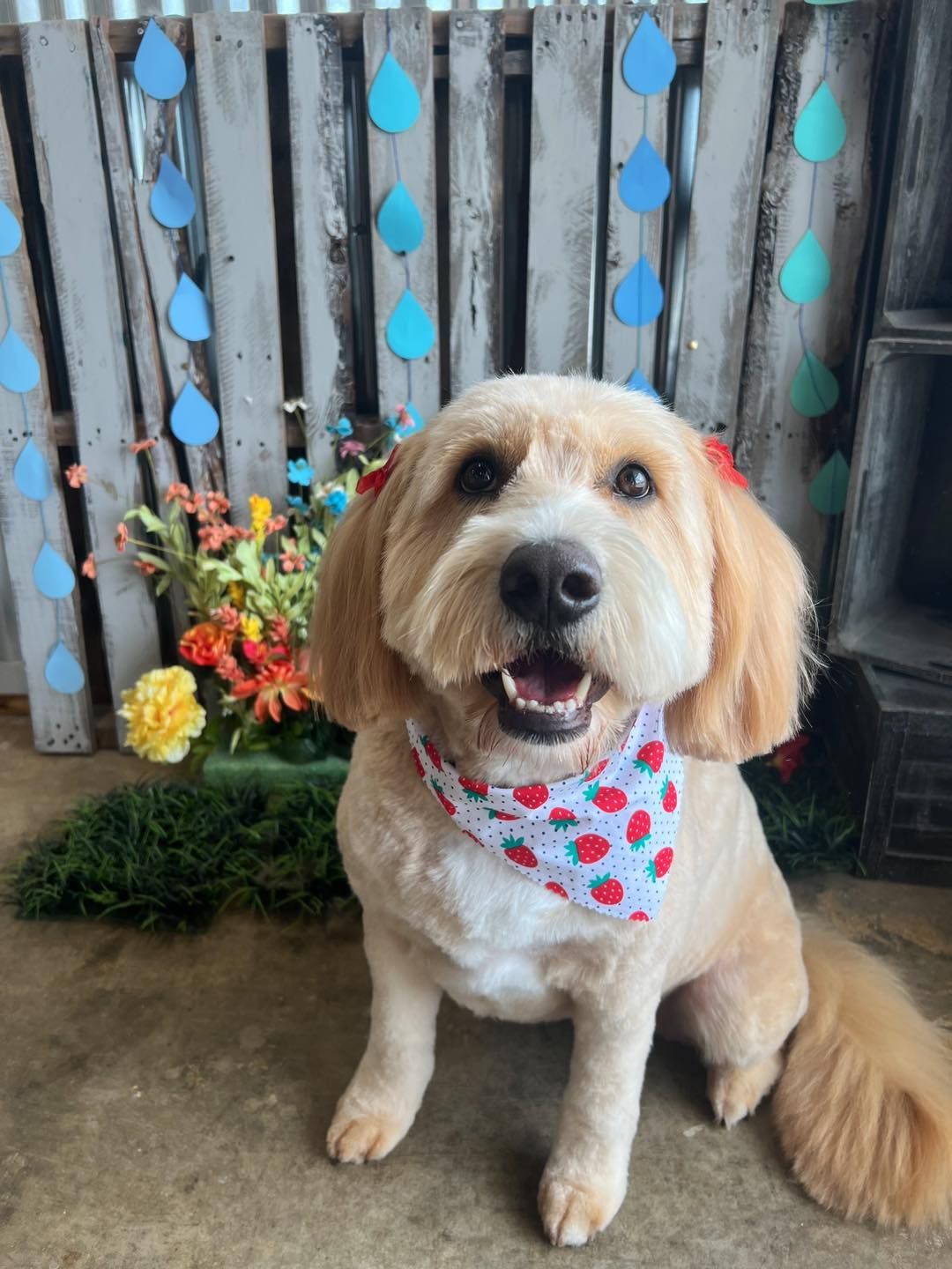 Happy dog with strawberry bandana, bows, and a stylish haircut, in front of a blue rain drop backdrop.