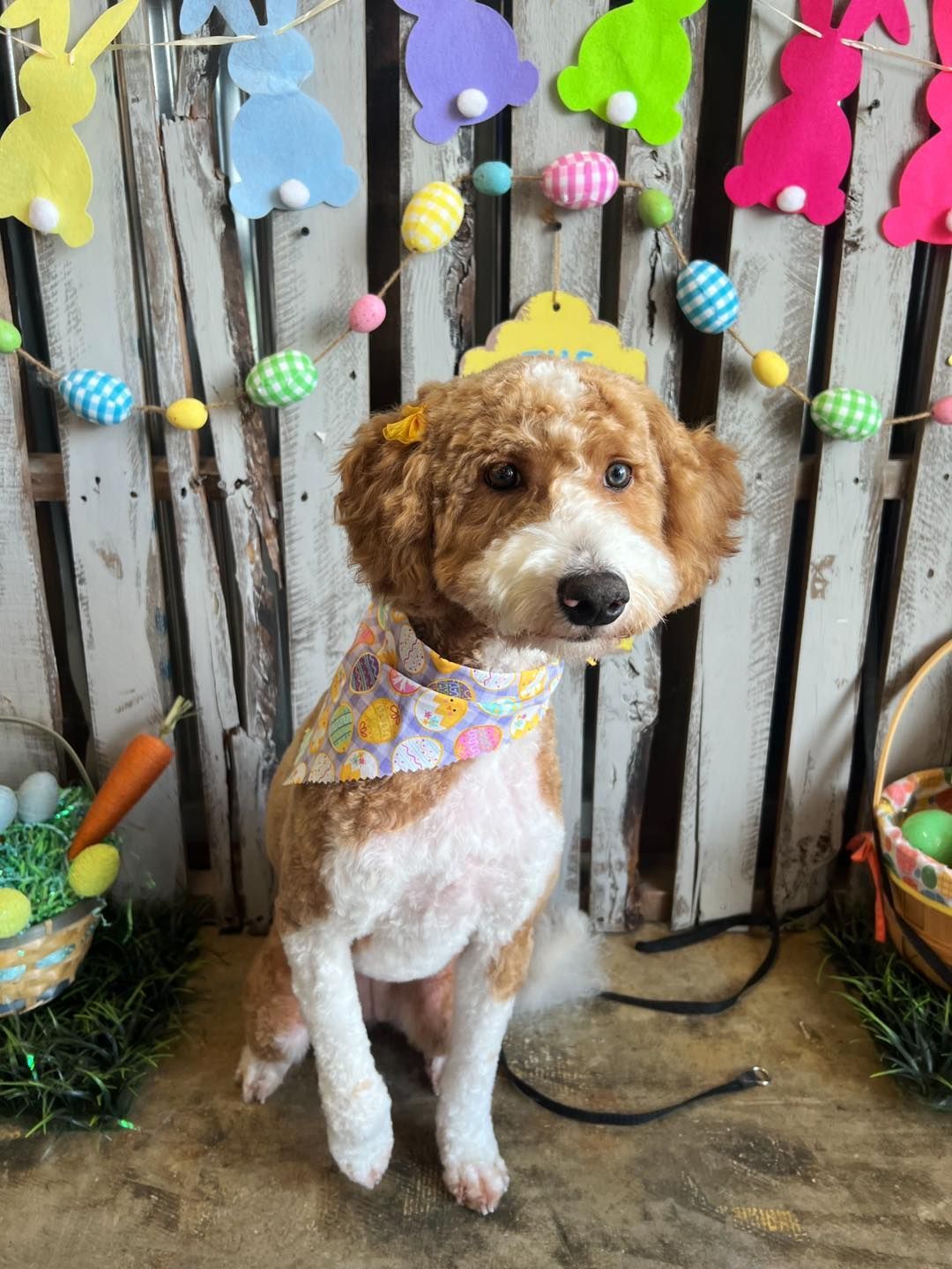 Dog with brown and white fur, wearing a bandana and bow, posing for Easter, with decorations in the background.