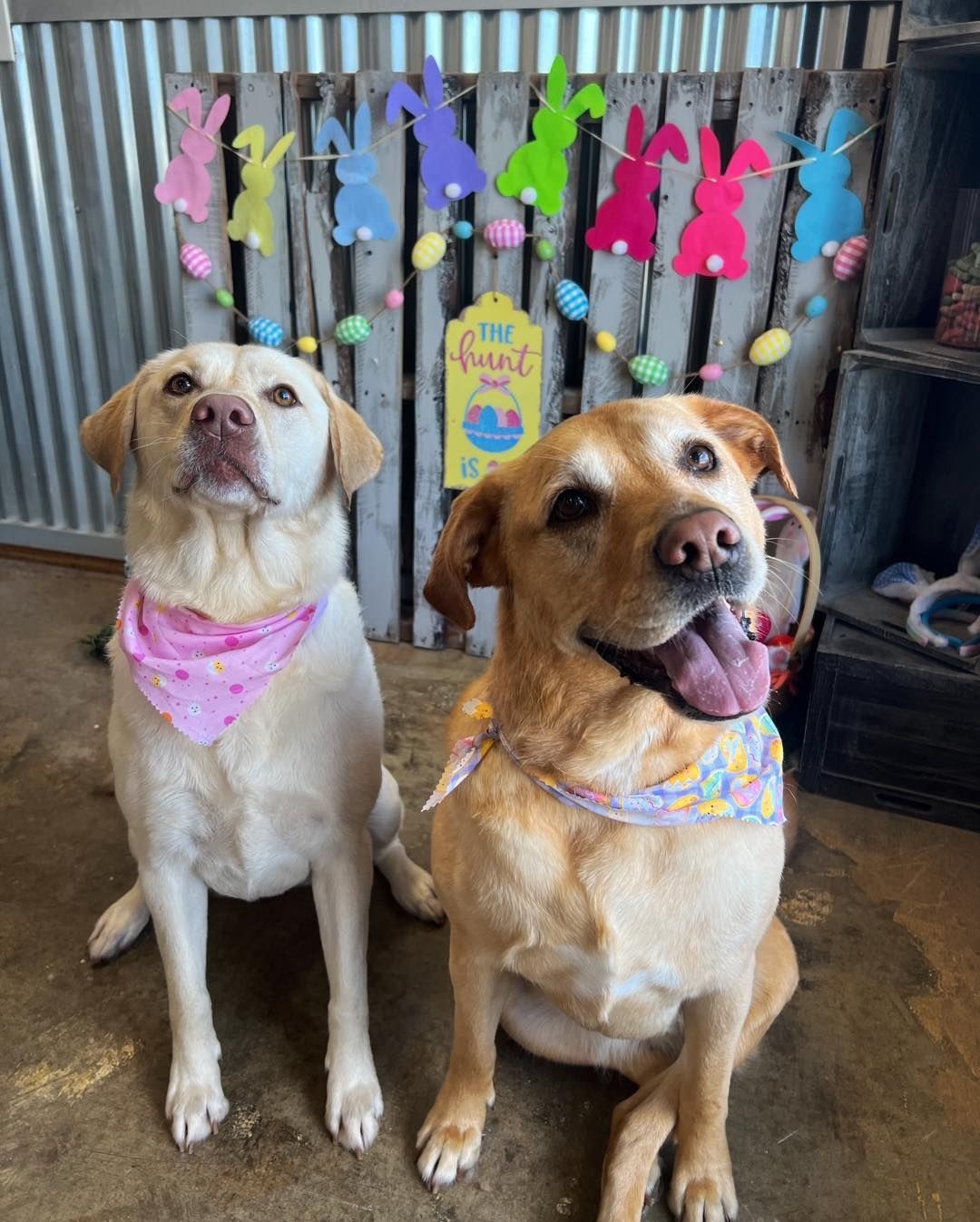 Two yellow Labradors wearing bandanas sit in front of an Easter-themed backdrop.