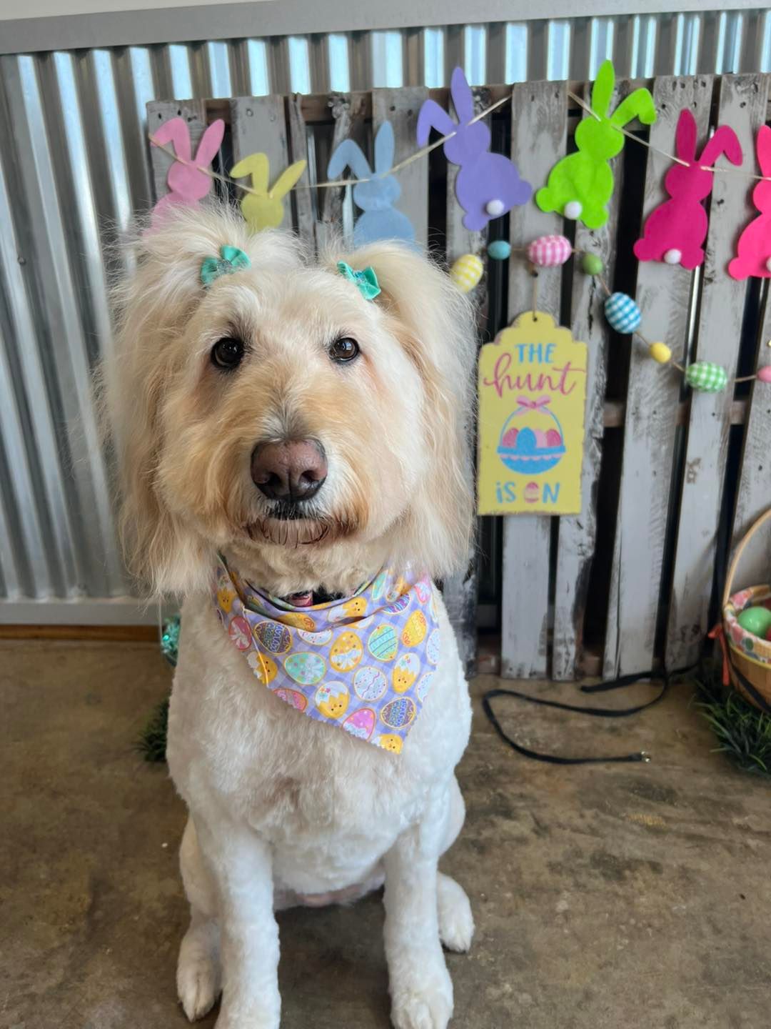 Fluffy, cream-colored dog wearing a bandana and hair bows, posing for an Easter photo with bunny garland and sign.