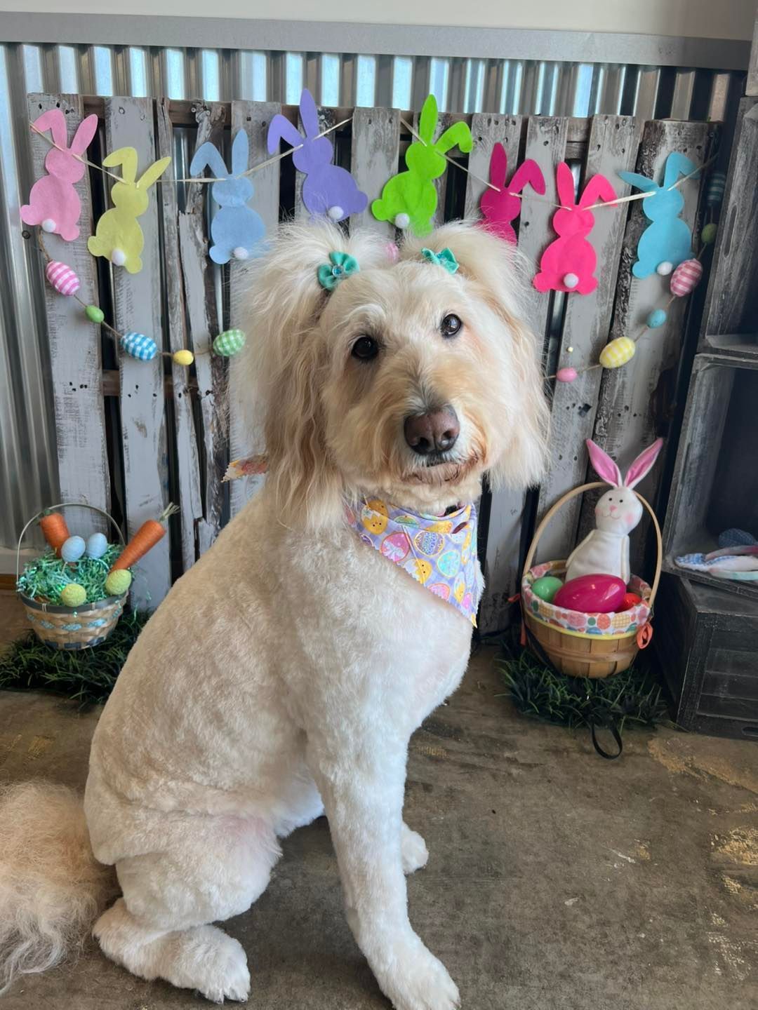 A cream-colored dog with a bandana and hair bows, posing with Easter decorations.