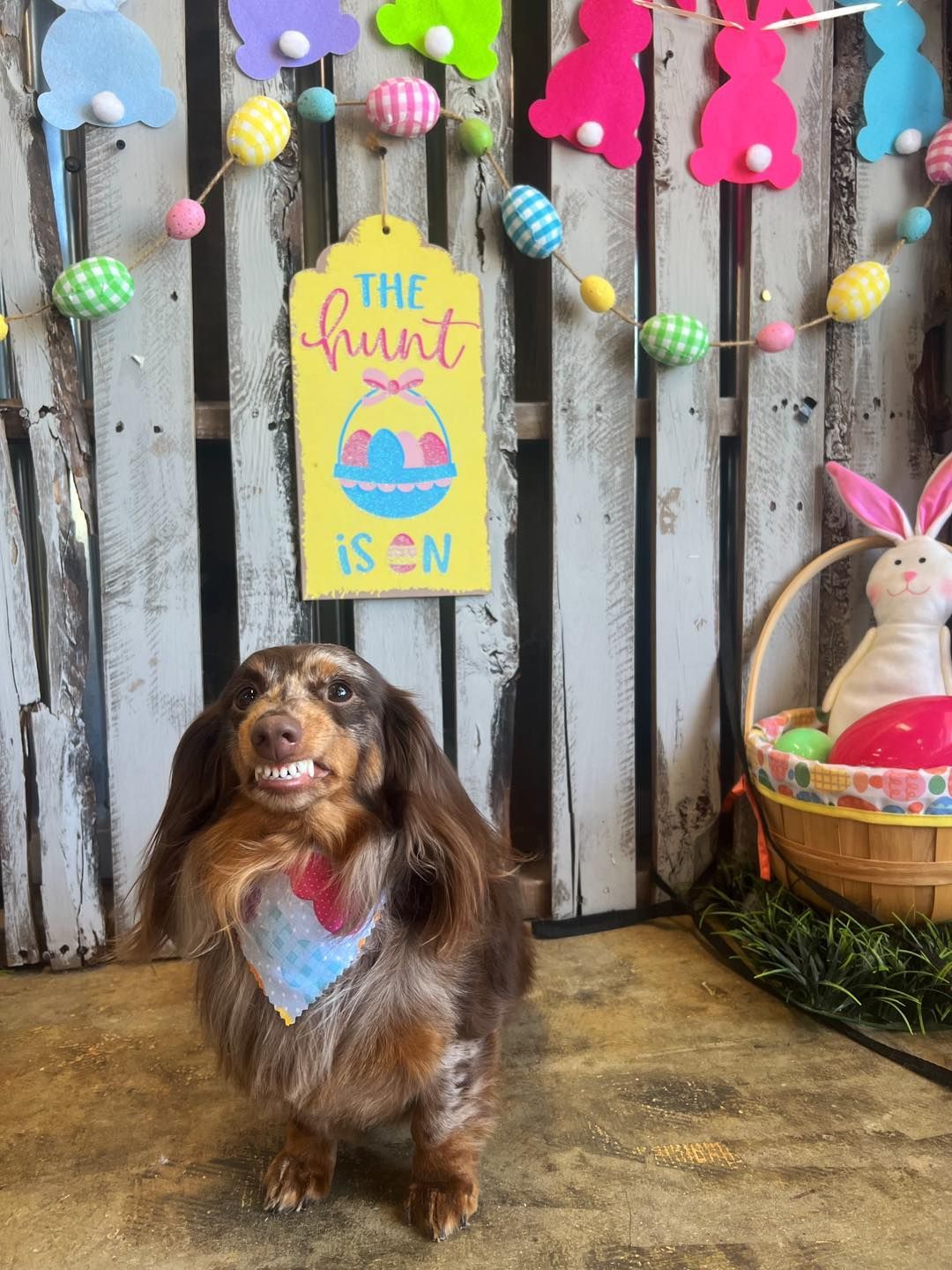 Dachshund with brown and tan fur smiles, wearing a bandana. Easter decorations in background: sign, garland, basket.
