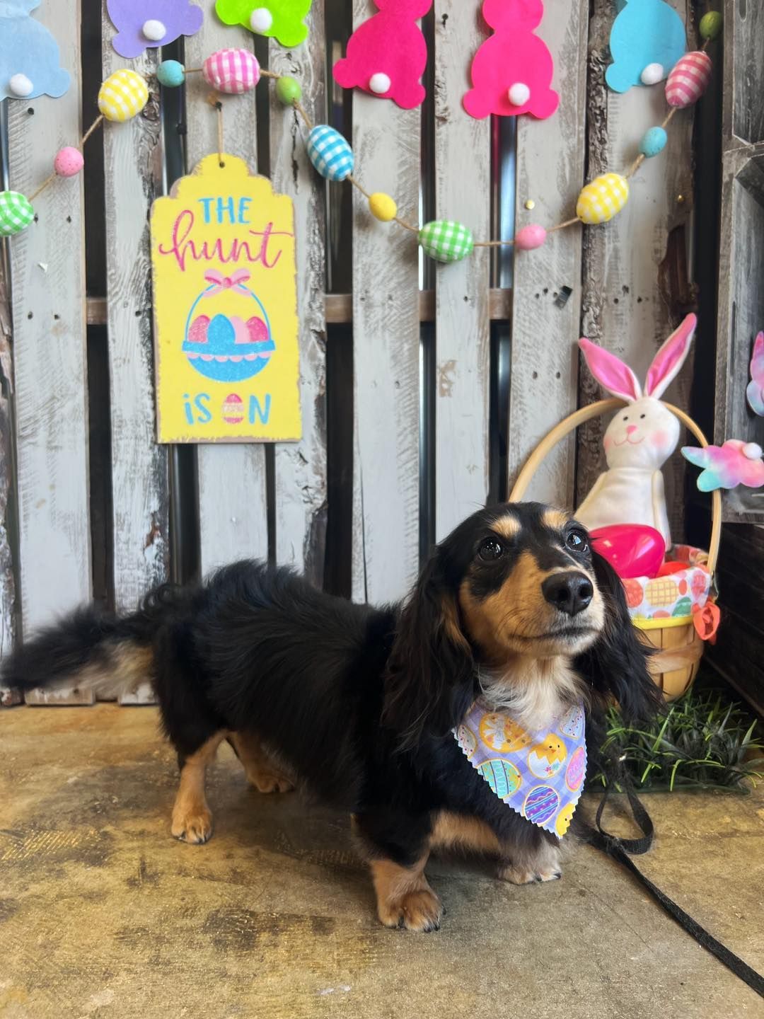 Long-haired black and tan dachshund wearing a bandana, posed in front of an Easter-themed backdrop.