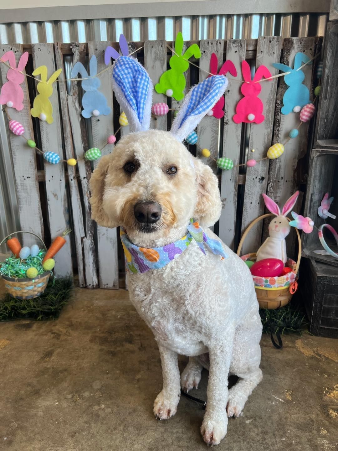 White dog with blue bunny ears and colorful scarf, in front of Easter decorations.