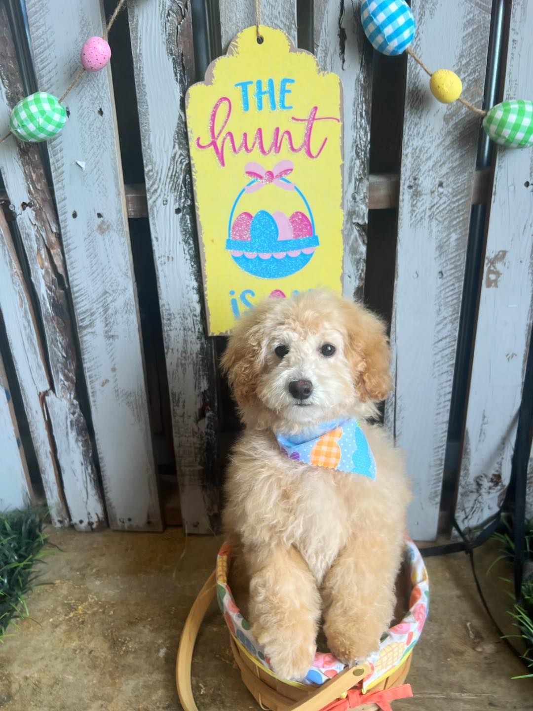 A light brown puppy sits in a basket, wearing a blue and orange bandana, in front of a sign that reads 
