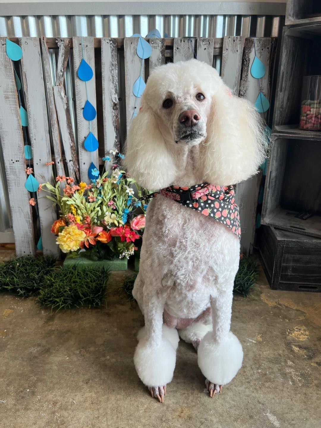 White poodle with a fancy haircut, wearing a bandana, sits by flowers and a rustic backdrop.