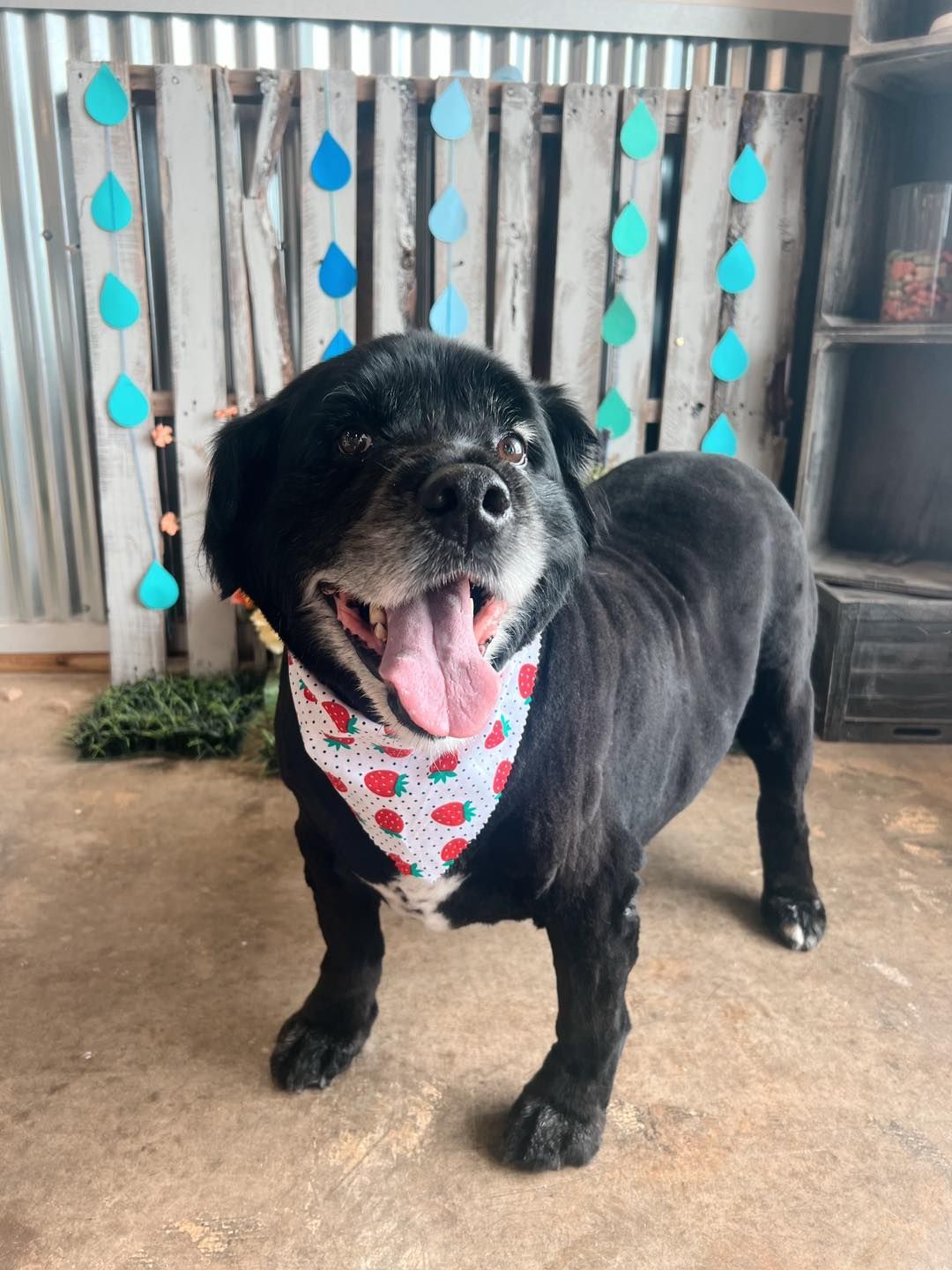 Black dog with tongue out, wearing a strawberry bandana, in front of a blue raindrop backdrop.