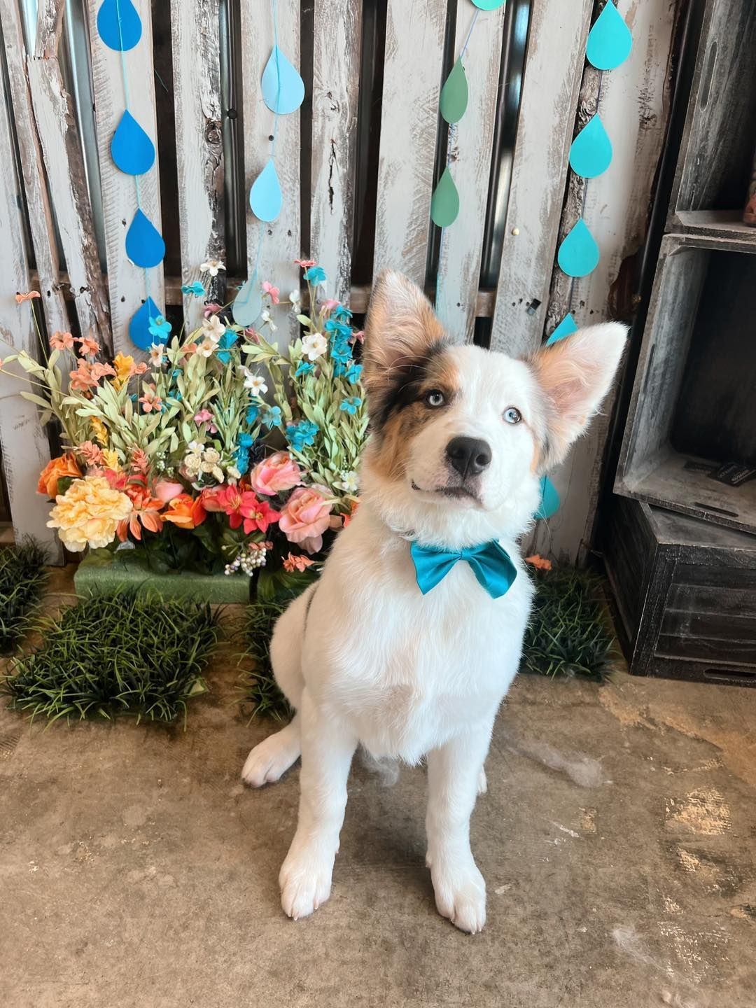 White dog with blue bow tie sits in front of a flower display and blue raindrop decorations.