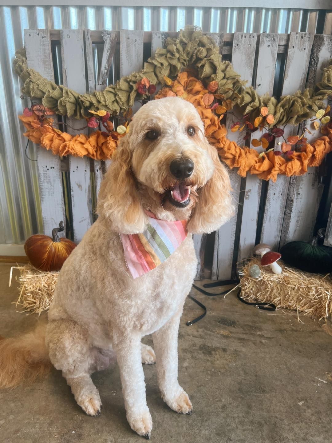 Golden doodle dog sitting, wearing a bandana. Fall decor background: garland, hay bales, pumpkins.