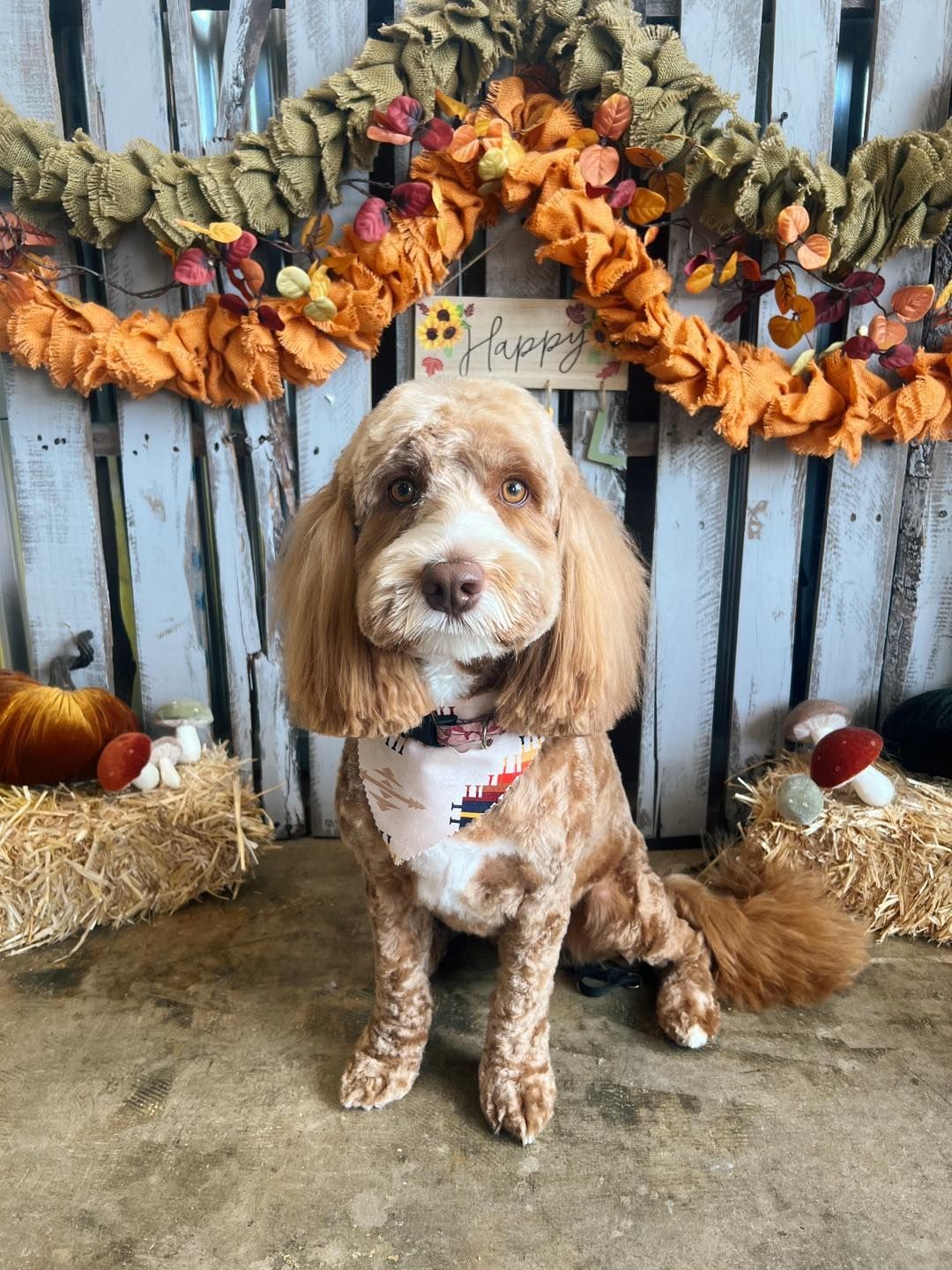 Brown and white Cockapoo wearing a bandana, sitting in front of a fall-themed decoration.
