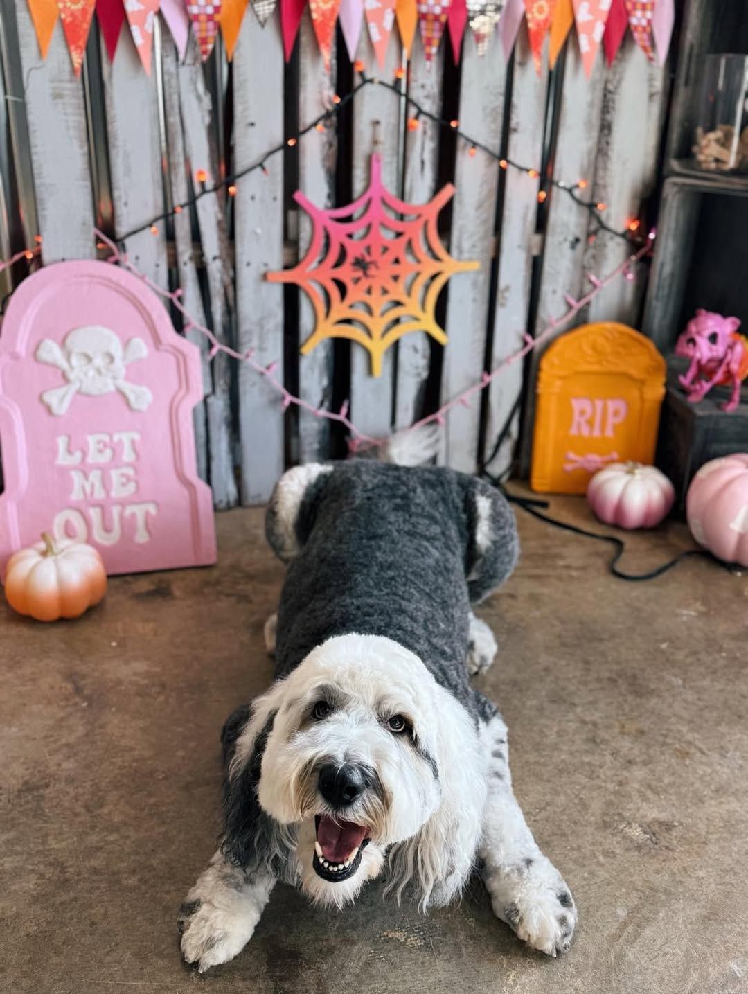 Dog in a Halloween setting, lying down and smiling. Pink tombstones and pumpkins in the background.