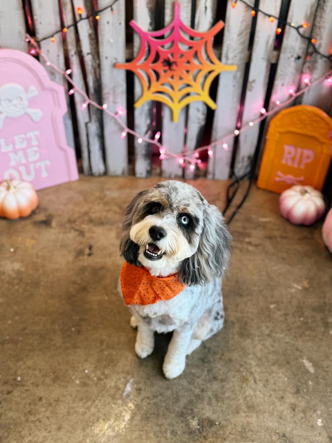 Dog in Halloween costume, orange bib, festive backdrop with pumpkins and spiderweb.