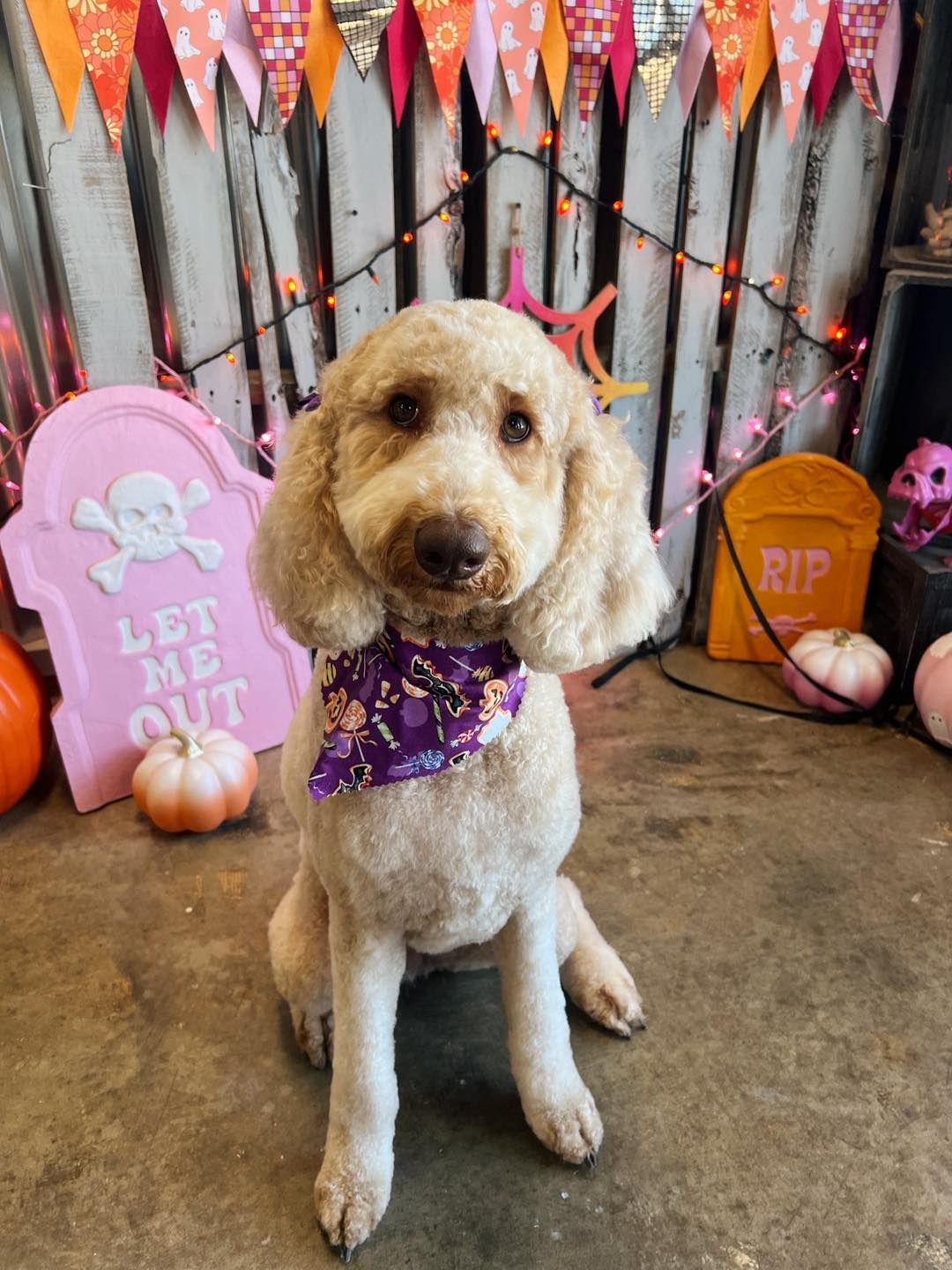 A dog with a purple bandana poses in front of a Halloween backdrop with tombstones and pumpkins.