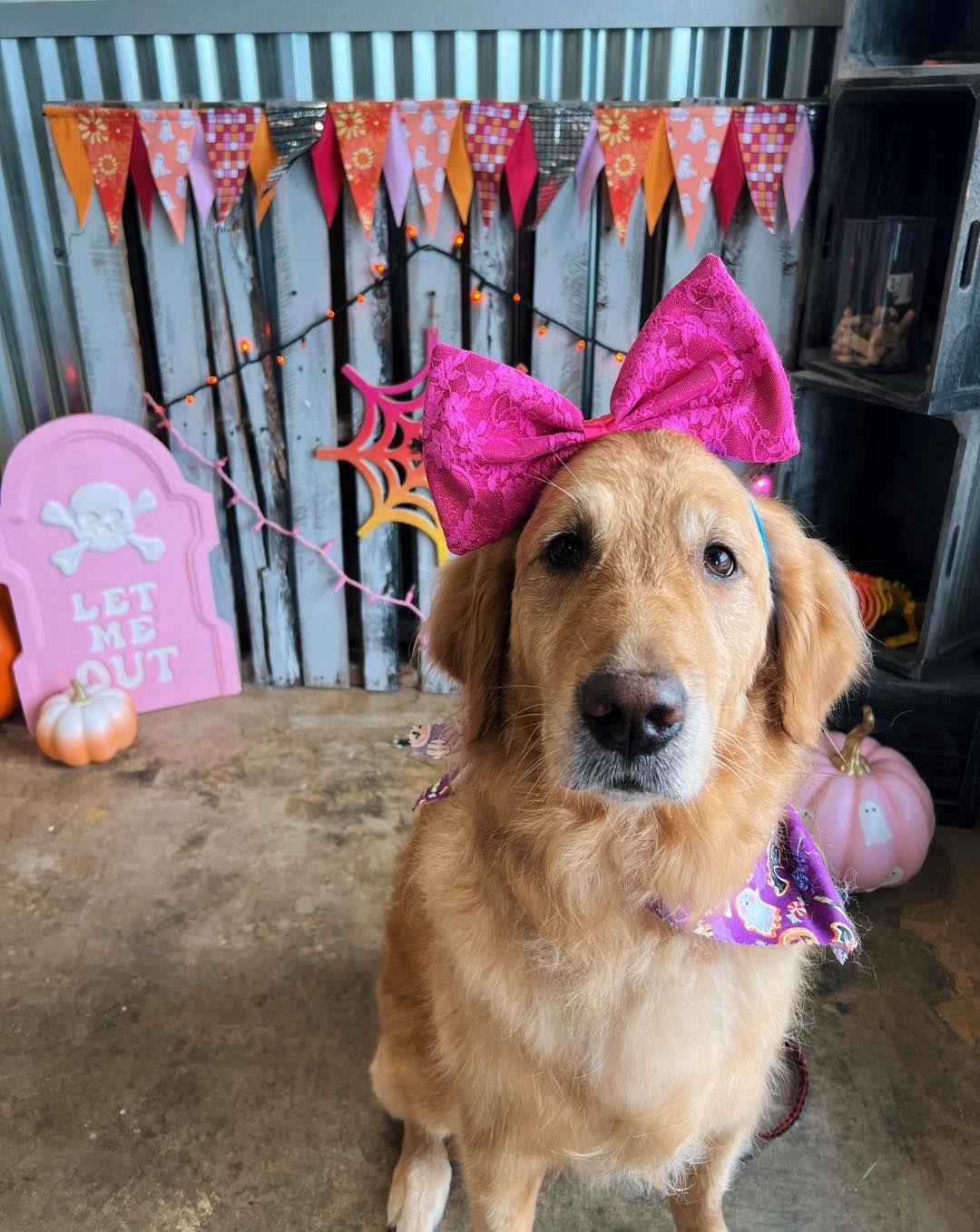 Golden retriever wearing a pink bow and bandana in front of Halloween decorations.