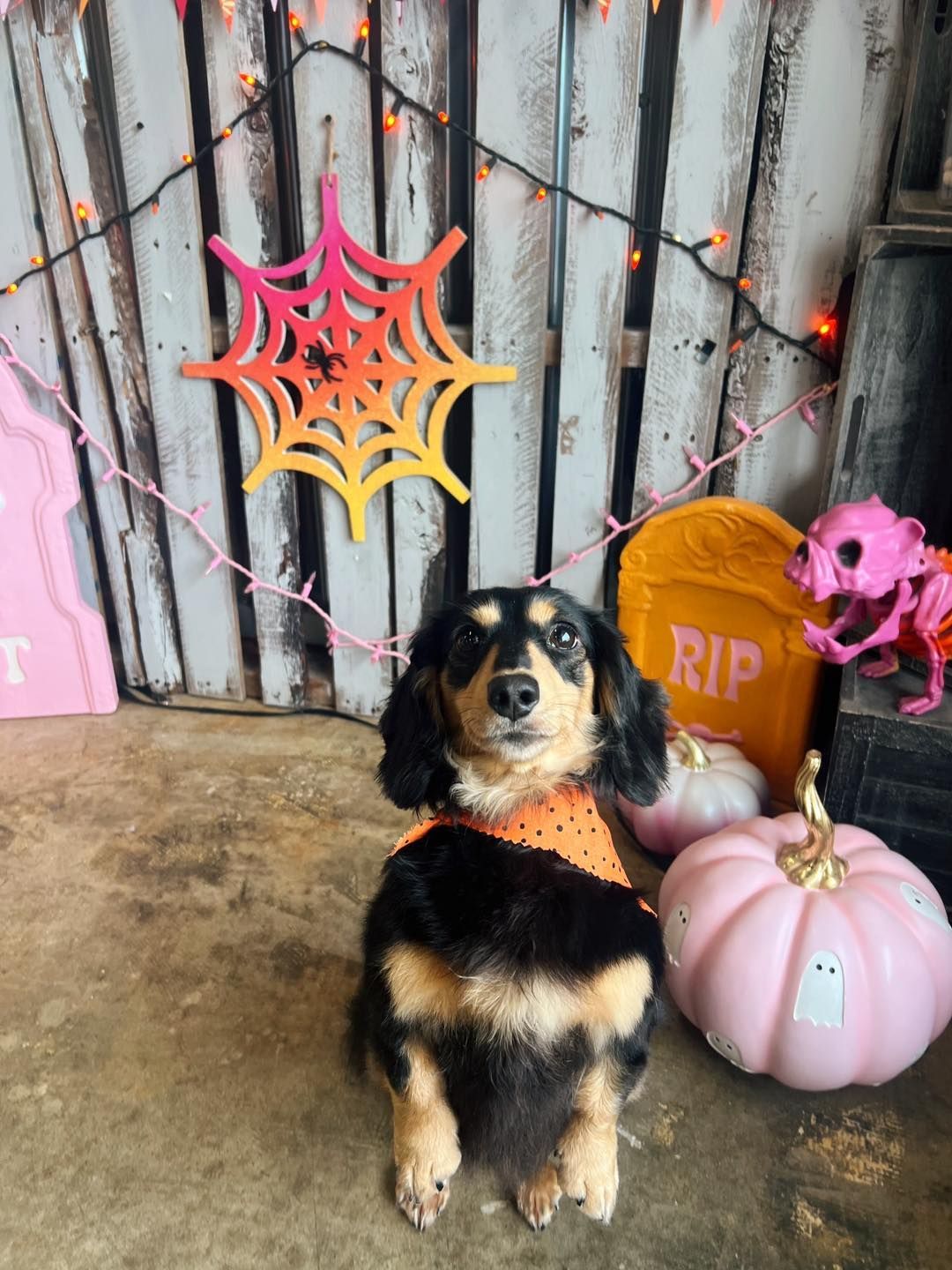 Dog in Halloween costume, posed in front of spooky decorations, including pumpkins, tombstone, and spiderweb.