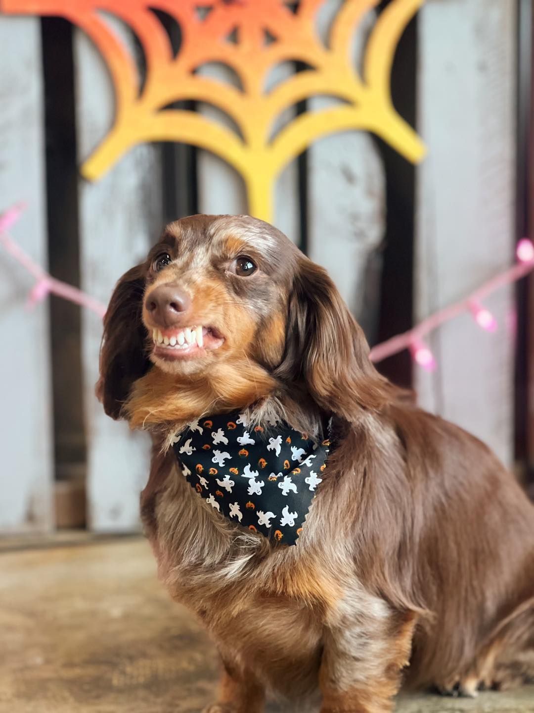 Dachshund wearing a Halloween bandana, grinning, in front of a spiderweb decoration and lights.