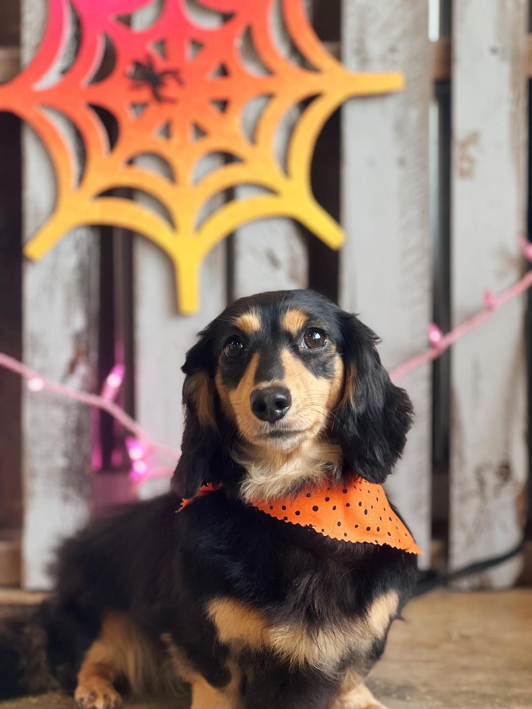 Dachshund dog wearing a Halloween bandana, in front of a spider web decoration on a white wooden fence.