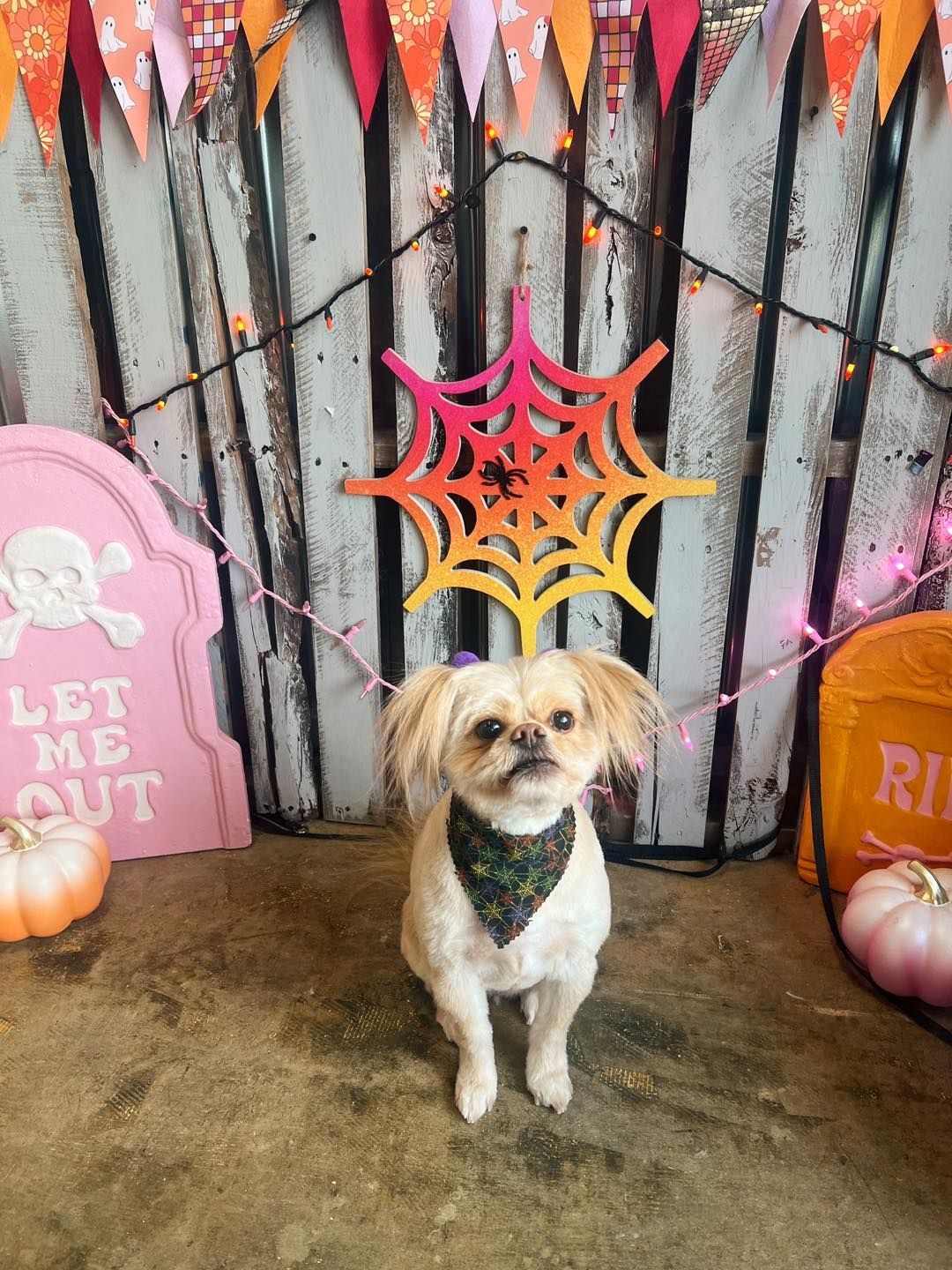 Pekingese dog in Halloween setting with spiderweb, headstone, pumpkins, and bunting.