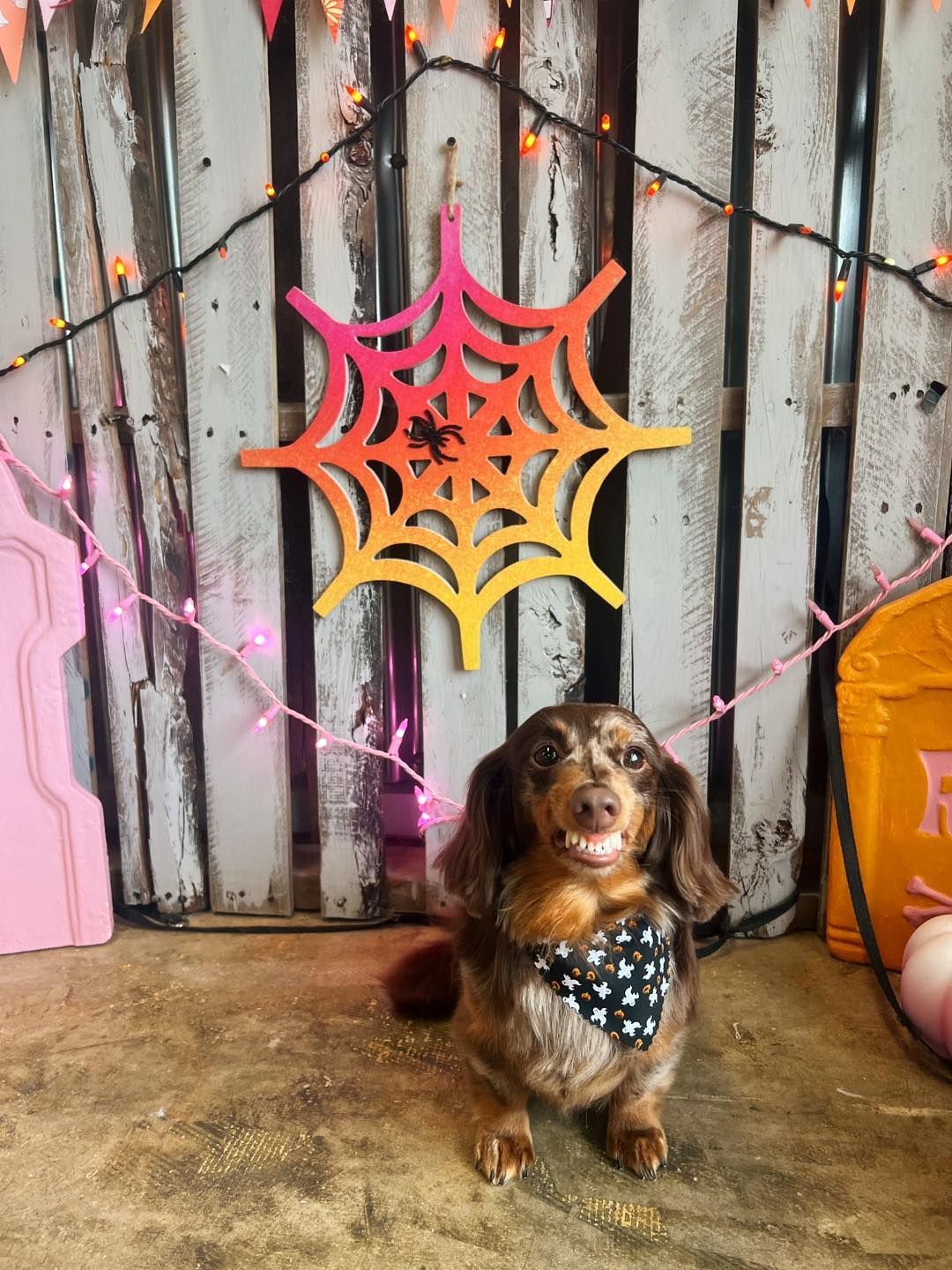 Dachshund dog wearing a bandana sits in front of a Halloween backdrop with a spiderweb and lights.