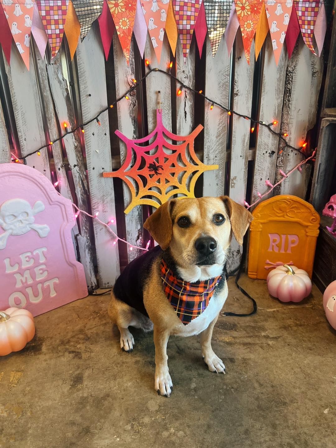 Dog wearing a Halloween bandana sits in front of a festive backdrop with pumpkins and decorations.