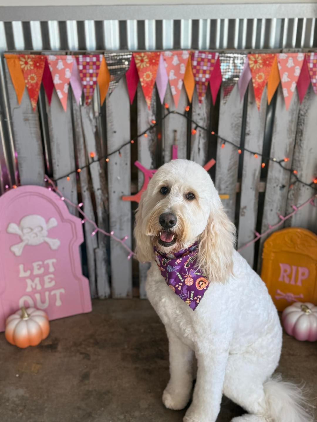 White dog with purple bandana sits in front of Halloween decorations.