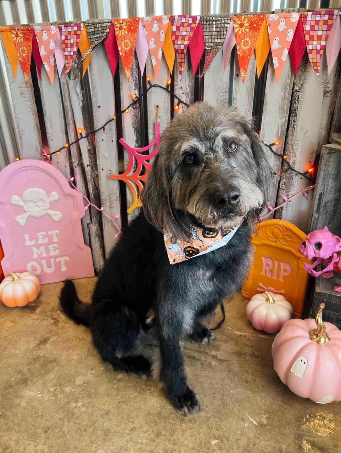 A dog with a Halloween bandana sits in front of festive decorations.