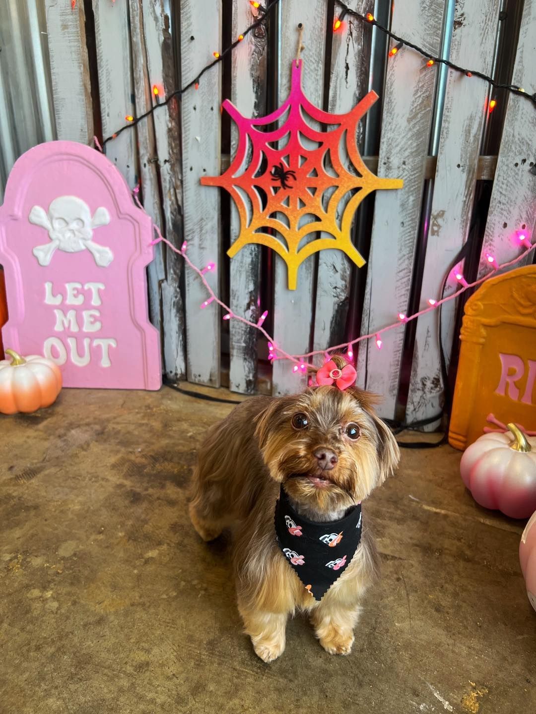 Small brown dog wearing a bandana and bow stands in front of Halloween decorations.