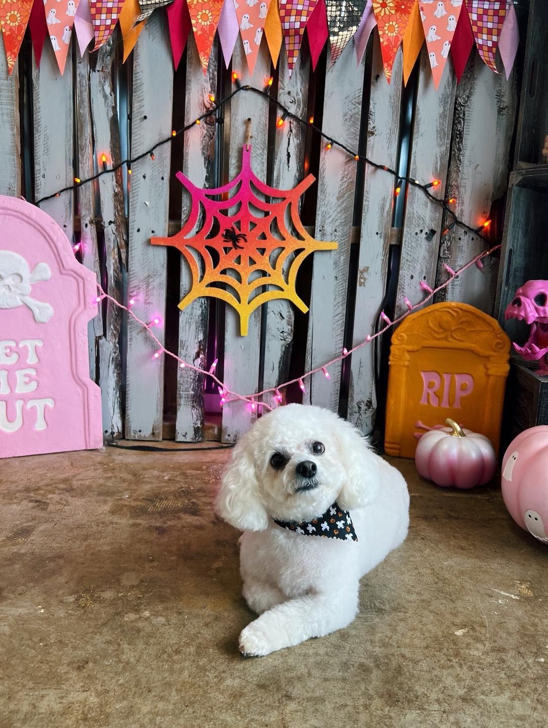 White poodle wearing a bowtie sits in front of a Halloween backdrop with a spiderweb.