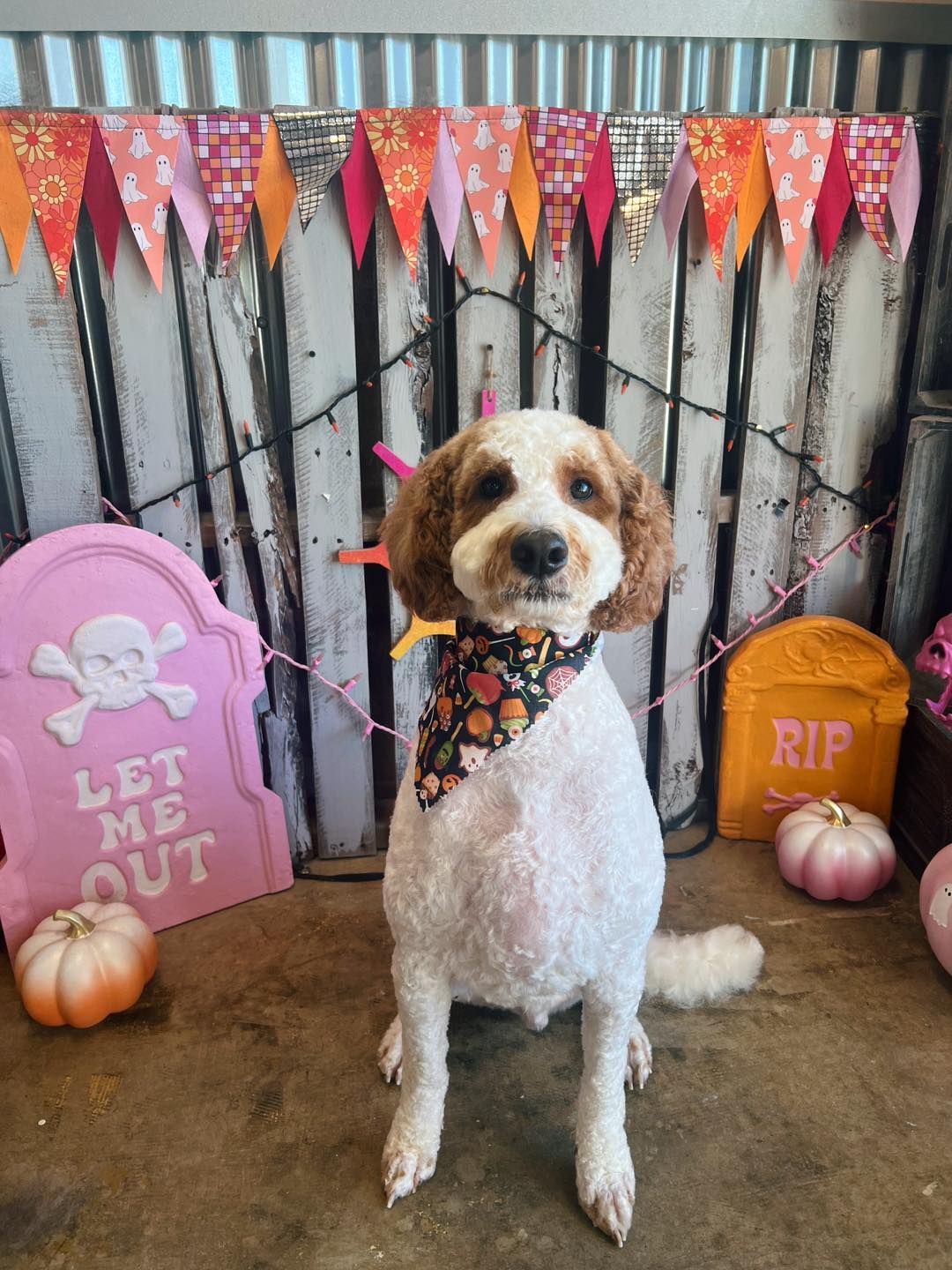 Dog with a Halloween bandana and haircut, sitting in front of a spooky backdrop with pumpkins and decorations.