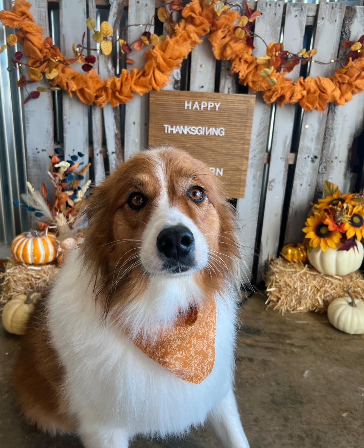 Dog with orange and white fur wearing an orange bandana, in front of a Thanksgiving-themed backdrop.