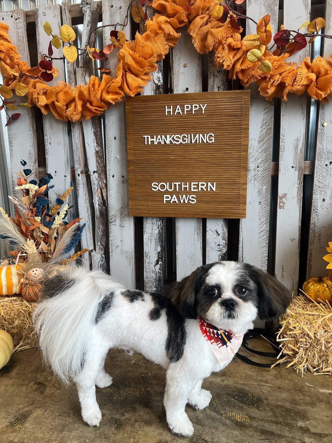 A spotted dog wearing a bandana stands in front of a Thanksgiving sign.