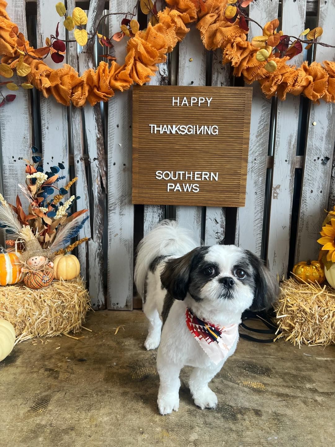 Shih Tzu dog in a Thanksgiving-themed photo shoot. Dog in front of rustic backdrop, wearing bandana. 