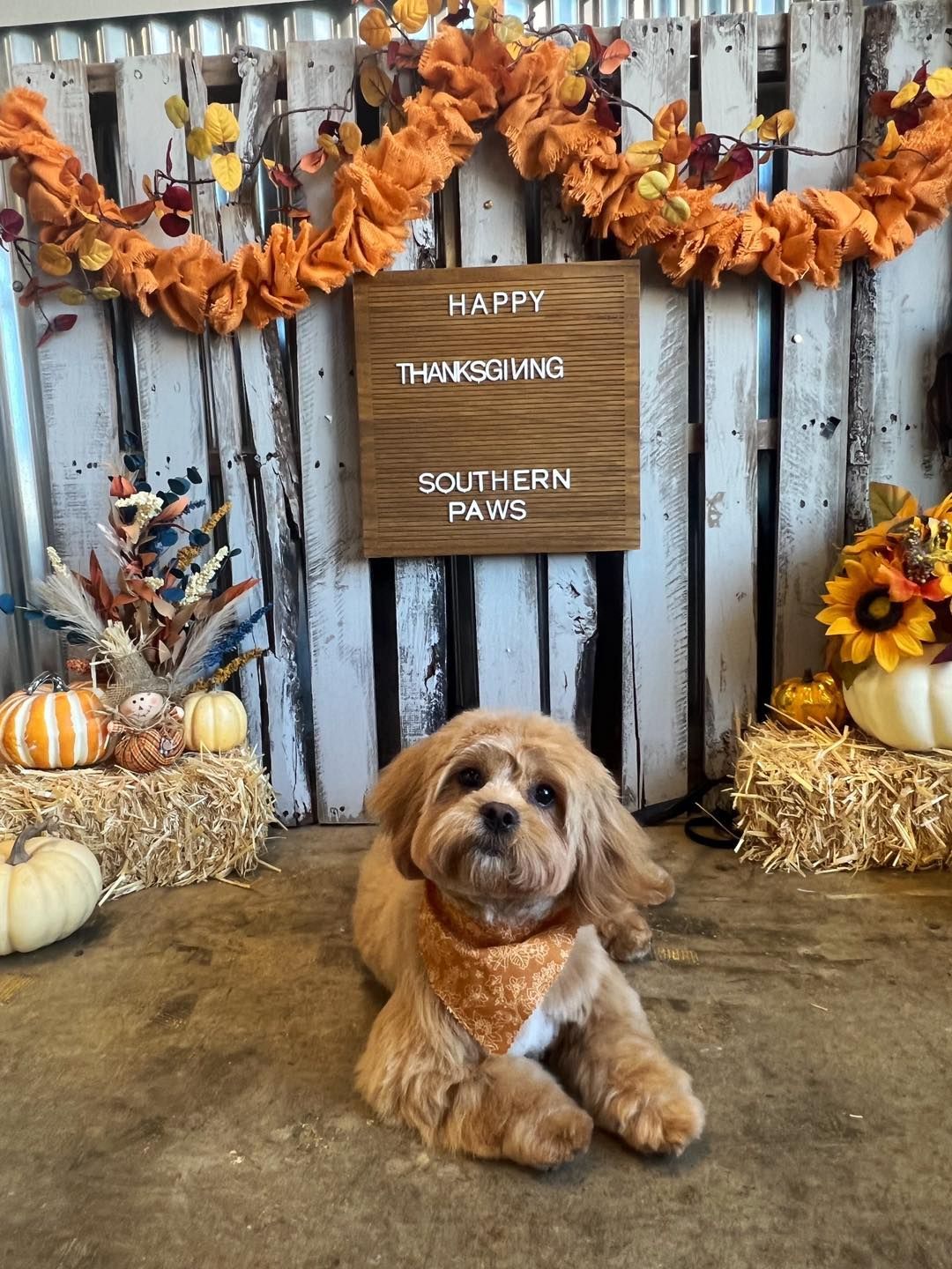 Dog in a Thanksgiving-themed photo setup. Brown dog with orange bandana, pumpkins, hay bales, and fall garland.