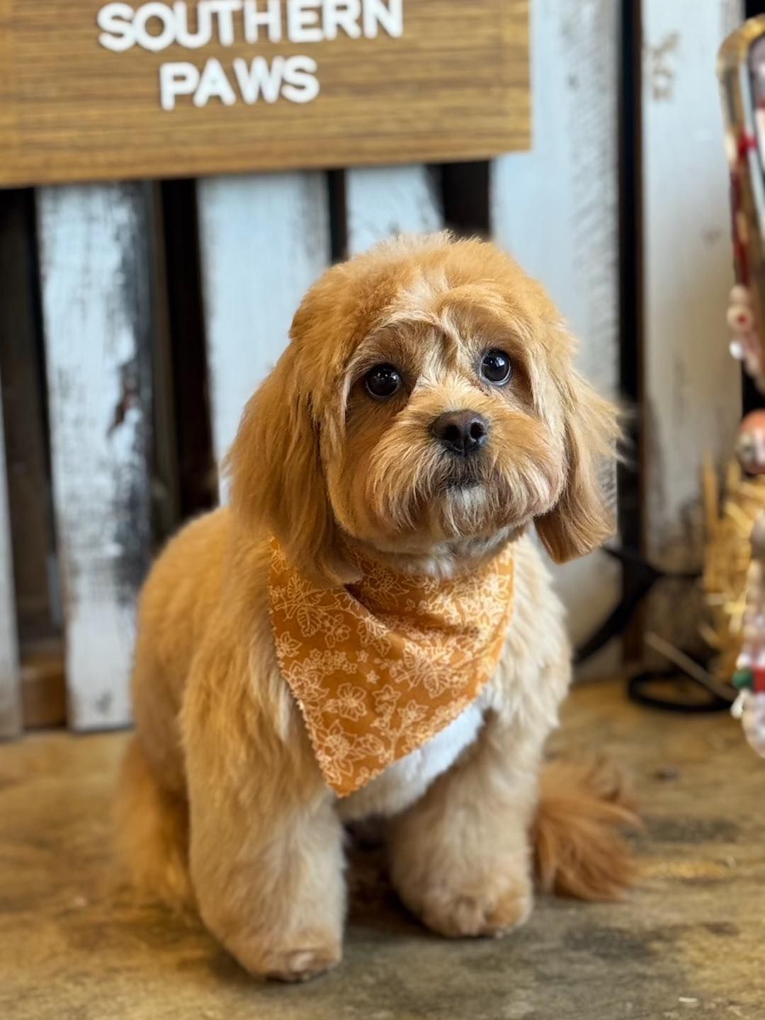 Golden Cavapoo dog wearing an orange bandana, sitting in front of a Southern Paws sign.