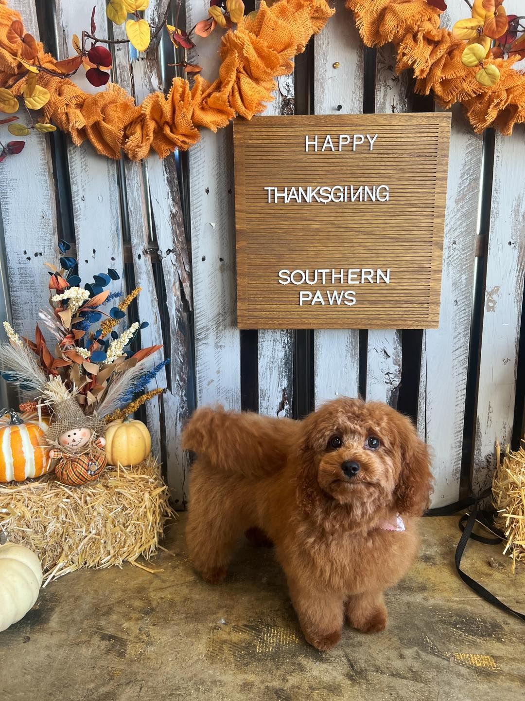 Brown poodle dog in a Thanksgiving-themed setting with a sign that says, “Happy Thanksgiving Southern Paws.”