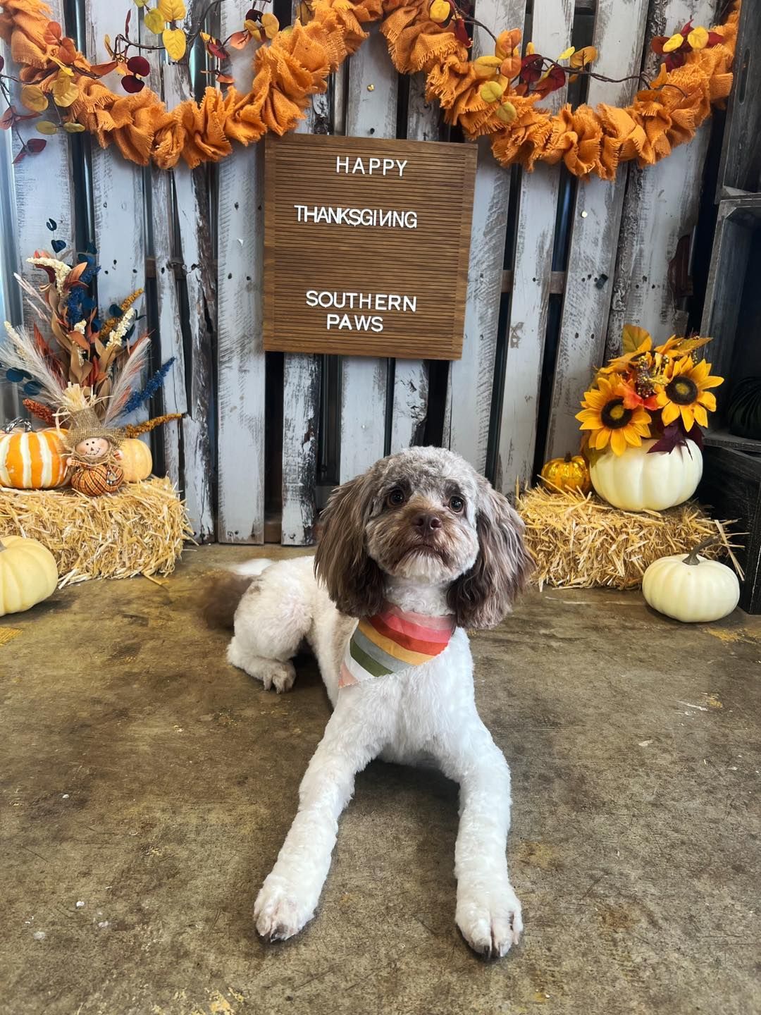 Dog with brown and white fur, wearing a rainbow bandana, in a Thanksgiving-themed photo shoot.