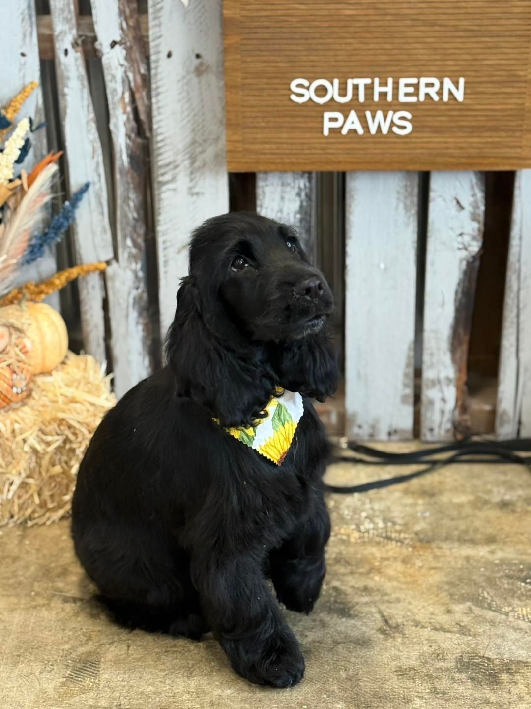 Black Cocker Spaniel puppy wearing a yellow bandana, sitting in front of a Southern Paws sign.