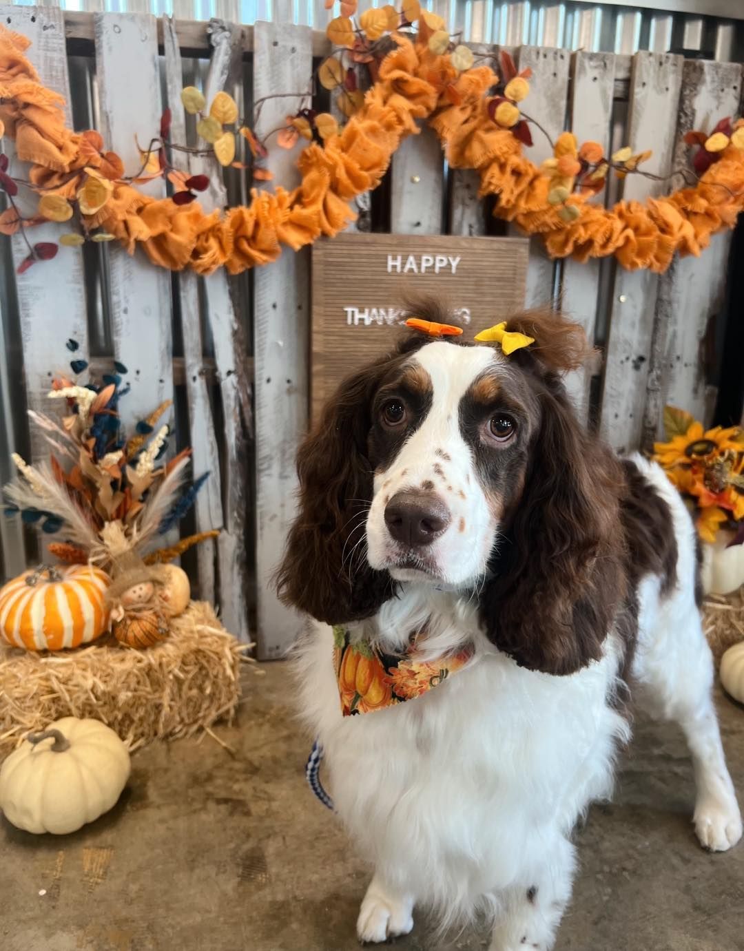 Spaniel dog with brown and white fur, wearing a Thanksgiving bandana and bow, in front of a fall-themed backdrop.