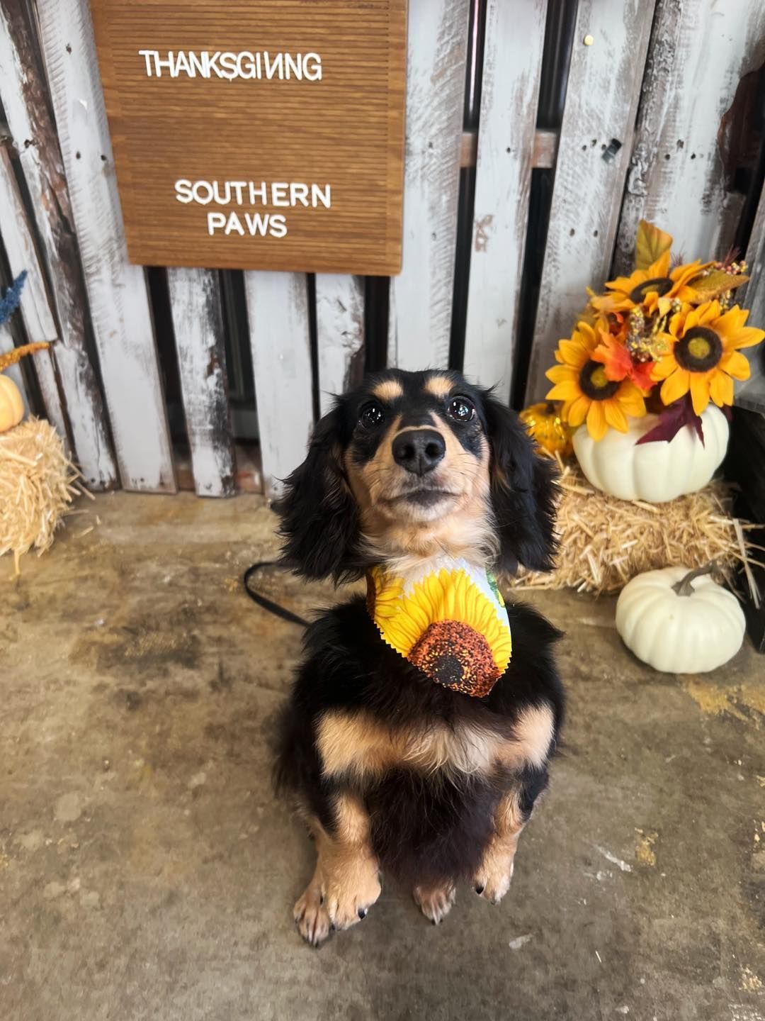 A small, black and tan dachshund with a sunflower bandana sits in front of a Thanksgiving scene.