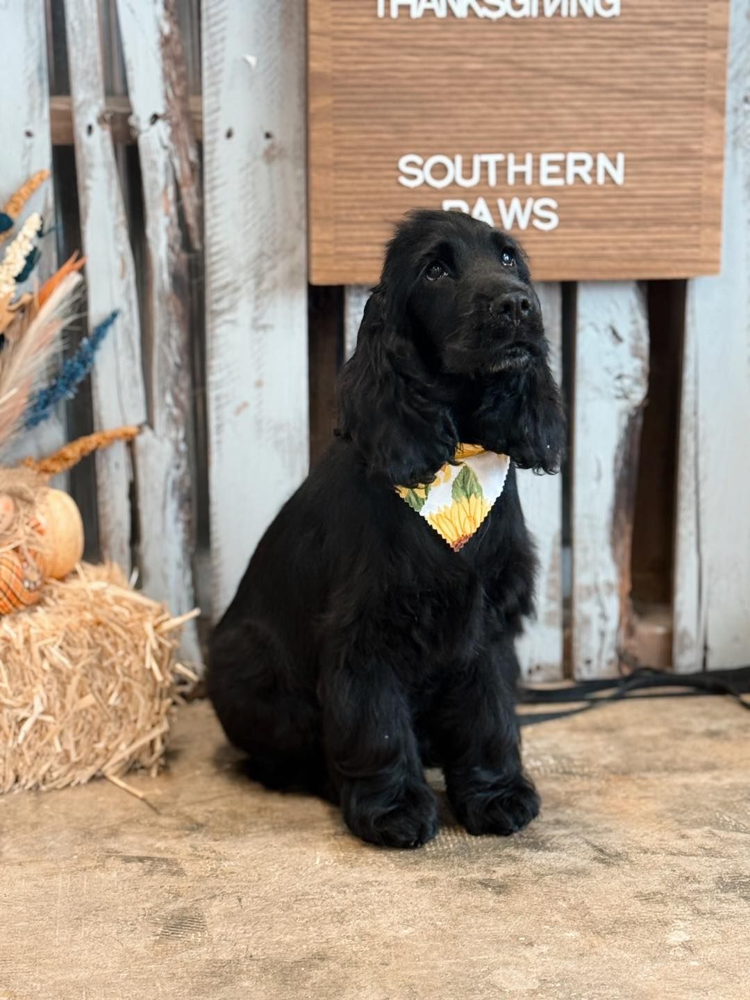 Black Cocker Spaniel wearing a bandana, sitting in front of a Southern Paws sign with a Thanksgiving theme.