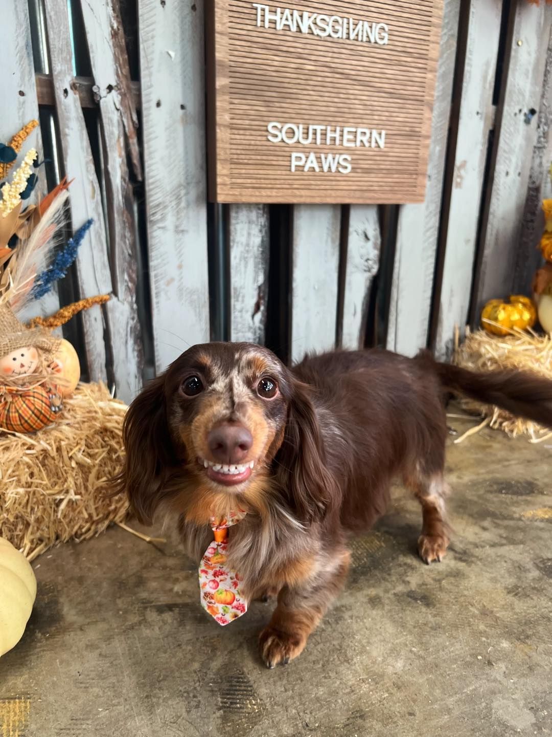 Long-haired dachshund dog wearing a Thanksgiving-themed tie, posing in front of a Southern Paws sign.